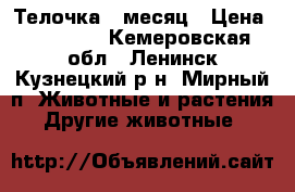 Телочка 1 месяц › Цена ­ 12 000 - Кемеровская обл., Ленинск-Кузнецкий р-н, Мирный п. Животные и растения » Другие животные   